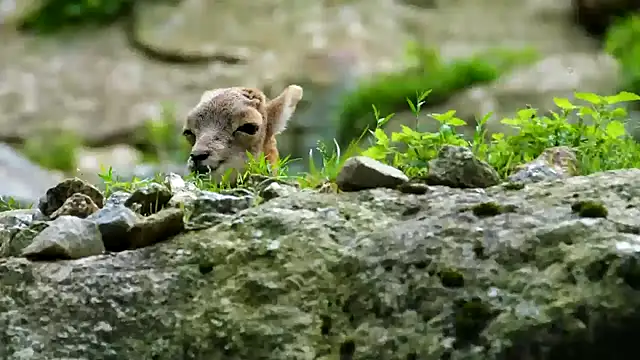 streamy test11 online show from 02.11.25