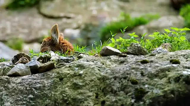 streamy test11 online show from 09.09.25