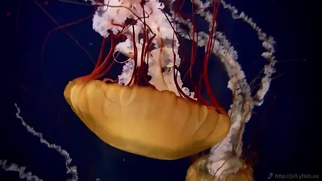 streamy test11 online show from 09.11.25