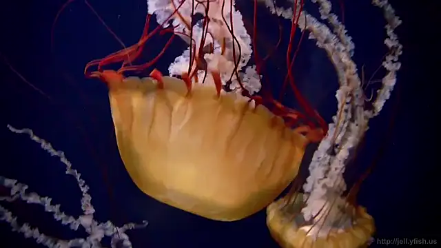 streamy test11 online show from 11.03.25