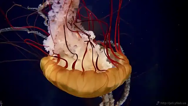 streamy test11 online show from 03.12.26