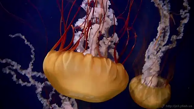 streamy test11 online show from 04.20.26