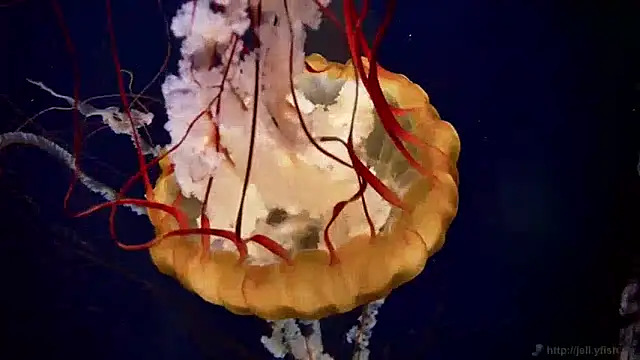 streamy test11 online show from 04.22.26