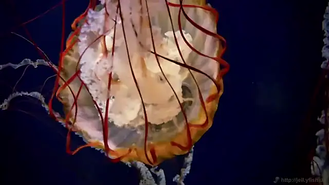 streamy test11 online show from 04.23.26