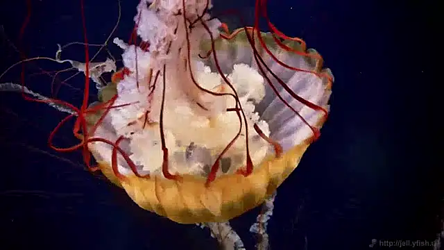 streamy test12 online show from 12.13.24