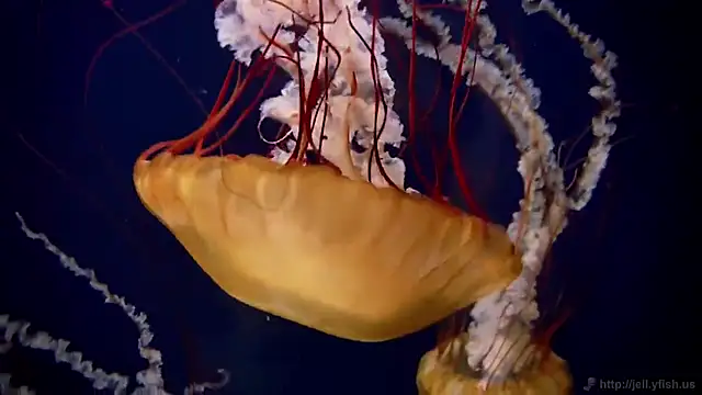 streamy test12 online show from 11.03.25