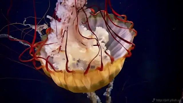 streamy test12 online show from 11.12.25