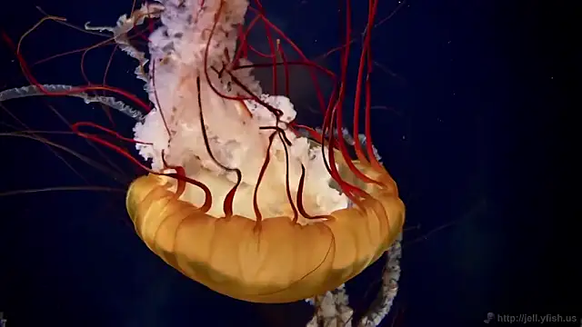 streamy test12 online show from 02.16.26