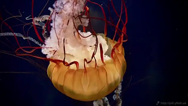 streamy test12 online show from 03.23.26