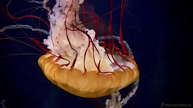 streamy test12 online show from 04.21.26