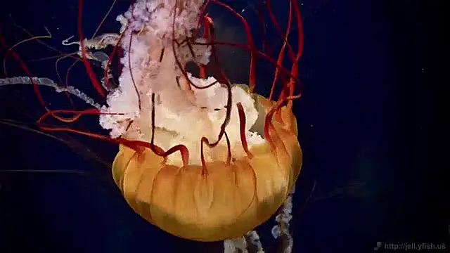 Snapshot of streamy_test15 chatting on 12.02.24 streamy test15 online show from 12.02.24