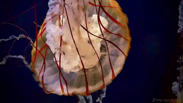 Snapshot of streamy_test15 chatting on 01.14.25 streamy test15 online show from 01.14.25