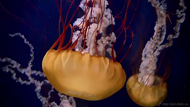 Snapshot of streamy_test15 chatting on 10.27.25 streamy test15 online show from 10.27.25