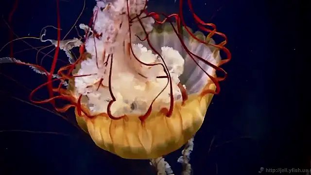 Snapshot of streamy_test15 chatting on 11.04.25 streamy test15 online show from 11.04.25