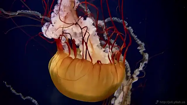 Snapshot of streamy_test15 chatting on 11.05.25 streamy test15 online show from 11.05.25