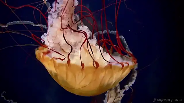 Snapshot of streamy_test15 chatting on 11.13.25 streamy test15 online show from 11.13.25