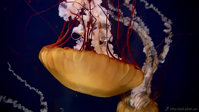 Snapshot of streamy_test15 chatting on 11.26.25 streamy test15 online show from 11.26.25