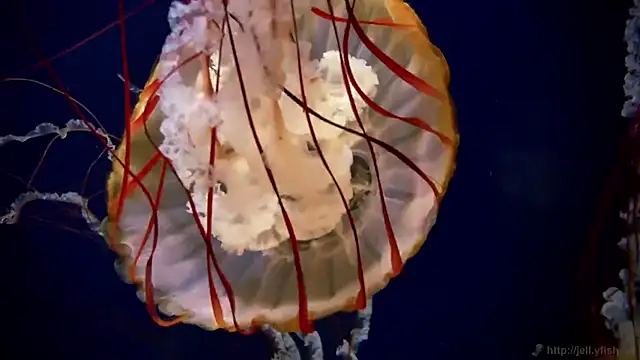 Snapshot of streamy_test15 chatting on 12.03.25 streamy test15 online show from 12.03.25