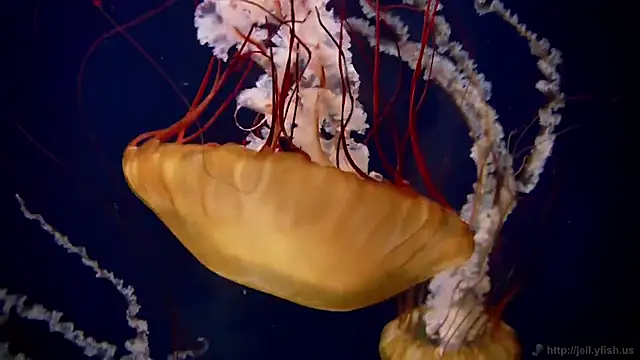 Snapshot of streamy_test15 chatting on 12.04.25 streamy test15 online show from 12.04.25