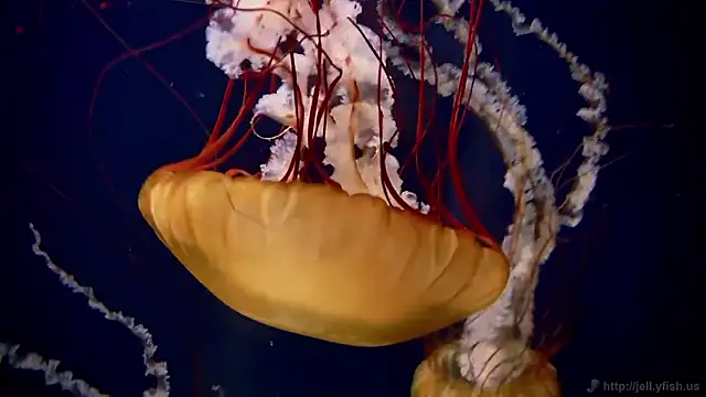 Snapshot of streamy_test15 chatting on 12.15.25 streamy test15 online show from 12.15.25