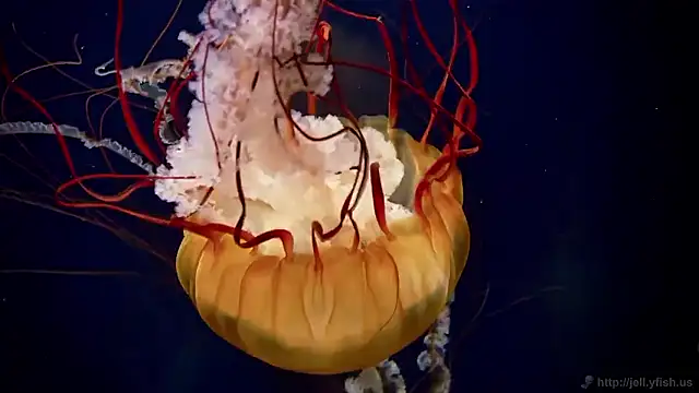 Snapshot of streamy_test15 chatting on 12.17.25 streamy test15 online show from 12.17.25