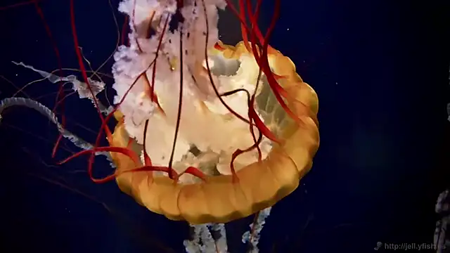 Snapshot of streamy_test15 chatting on 12.18.25 streamy test15 online show from 12.18.25