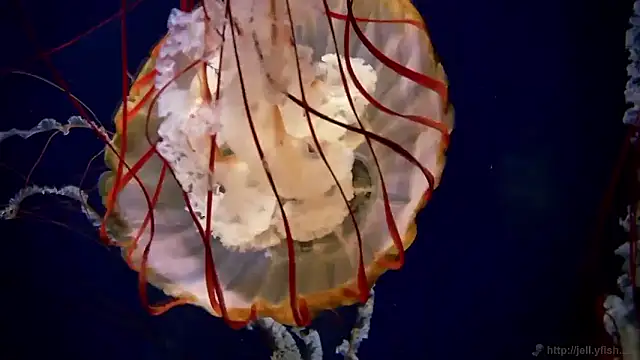 Snapshot of streamy_test15 chatting on 12.19.25 streamy test15 online show from 12.19.25