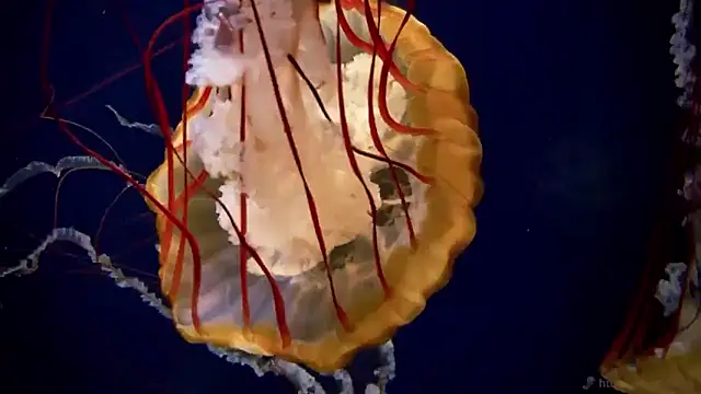 Snapshot of streamy_test15 chatting on 01.14.26 streamy test15 online show from 01.14.26