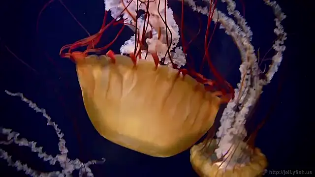 Snapshot of streamy_test15 chatting on 01.16.26 streamy test15 online show from 01.16.26