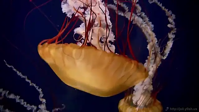 Snapshot of streamy_test15 chatting on 02.02.26 streamy test15 online show from 02.02.26