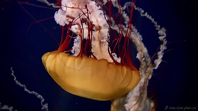 Snapshot of streamy_test15 chatting on 02.11.26 streamy test15 online show from 02.11.26