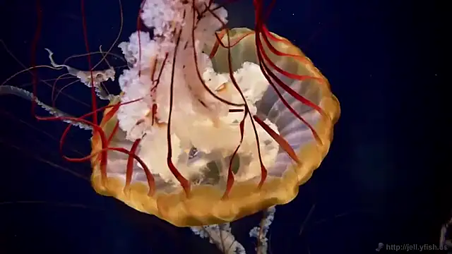 Snapshot of streamy_test15 chatting on 02.12.26 streamy test15 online show from 02.12.26