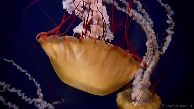 Snapshot of streamy_test15 chatting on 02.16.26 streamy test15 online show from 02.16.26