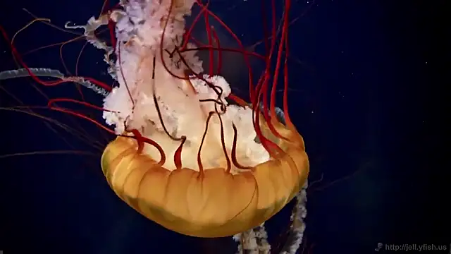 Snapshot of streamy_test15 chatting on 02.18.26 streamy test15 online show from 02.18.26