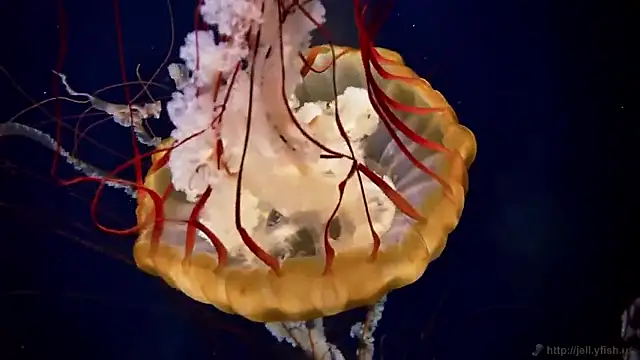 Snapshot of streamy_test15 chatting on 02.25.26 streamy test15 online show from 02.25.26