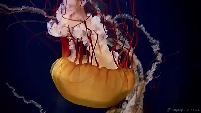 Snapshot of streamy_test15 chatting on 03.03.26 streamy test15 online show from 03.03.26