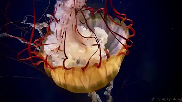 Snapshot of streamy_test15 chatting on 03.05.26 streamy test15 online show from 03.05.26