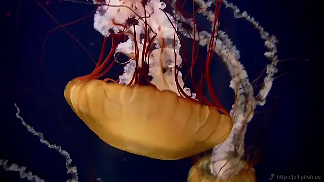 Snapshot of streamy_test15 chatting on 03.09.26 streamy test15 online show from 03.09.26