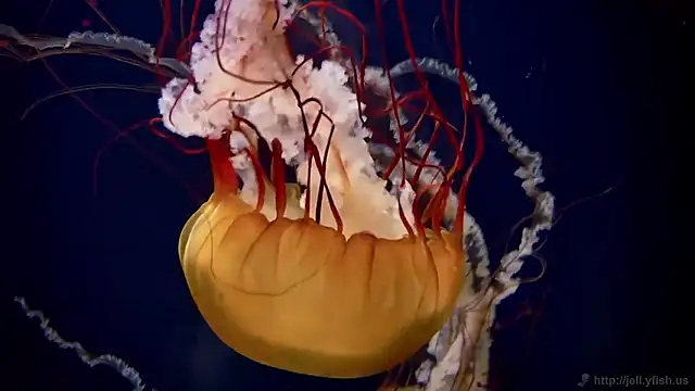 Snapshot of streamy_test15 chatting on 03.12.26 streamy test15 online show from 03.12.26