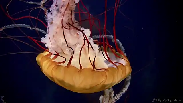 Snapshot of streamy_test15 chatting on 03.13.26 streamy test15 online show from 03.13.26