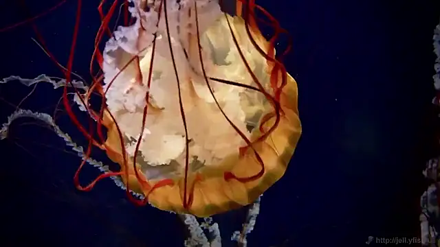 Snapshot of streamy_test15 chatting on 03.16.26 streamy test15 online show from 03.16.26