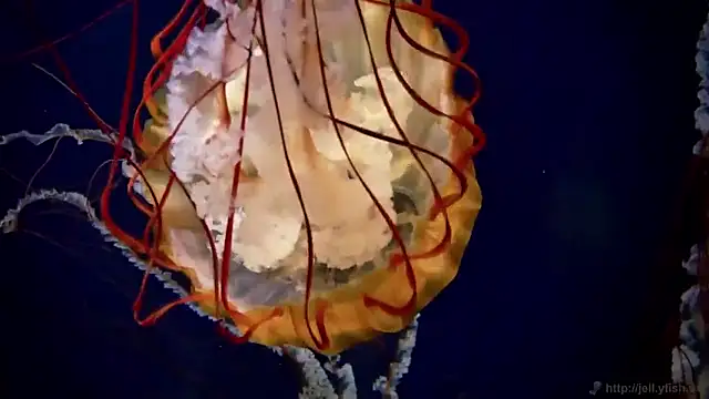 Snapshot of streamy_test15 chatting on 03.17.26 streamy test15 online show from 03.17.26