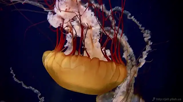 Snapshot of streamy_test15 chatting on 03.20.26 streamy test15 online show from 03.20.26