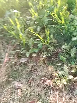 Sweet Dhara online show from 01.10.25