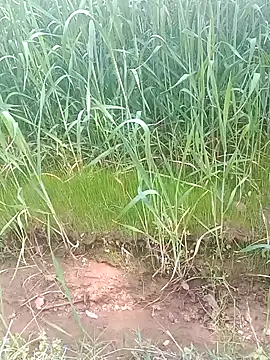 Sweet Dhara online show from 02.15.25