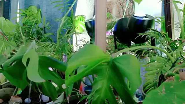 NinasNylonz online show from 04.27.26