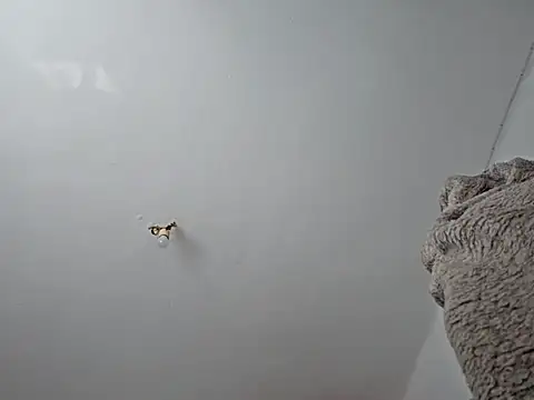 charlye inkkkk online show from 03.01.25