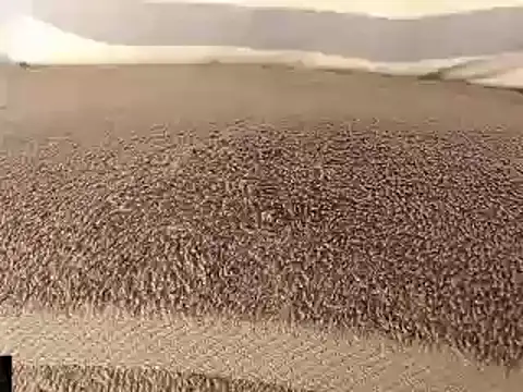 mikellwilliams10 online show from 03.11.25