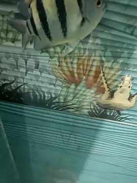 Snapshot of Mr_joh chatting on 11.07.25 Mr joh online show from 11.07.25