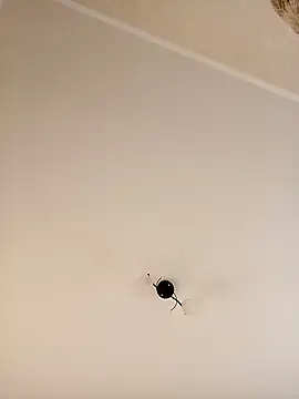 YuliannaFox online show from 12.24.24